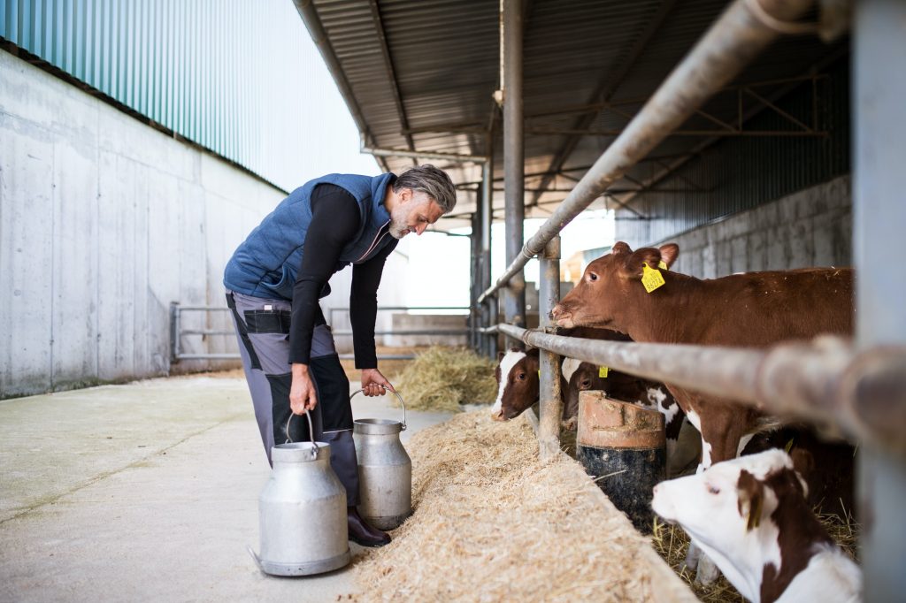 Mature man worker working on diary farm, agriculture industry